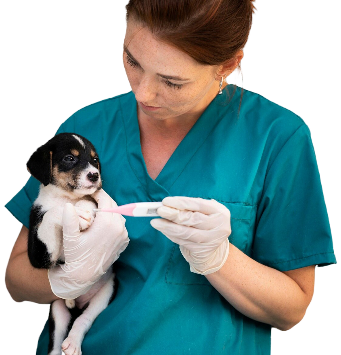 veterinarioNerucPets