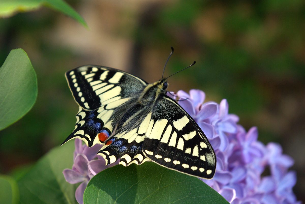 Mariposas difíciles de atrapar: científicos acaban de descubrir su arma secreta