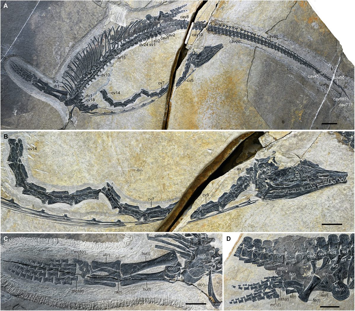 Estómago, hígado e intestinos de un reptil marino de 245 millones de años hallado en las montañas de China