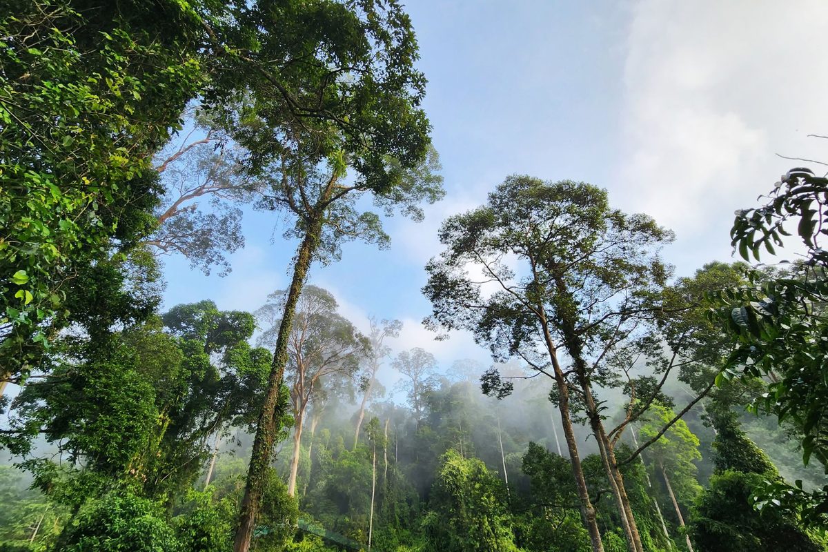 Científicos escalan 38 de los árboles más altos de Borneo y descubren algo asombroso