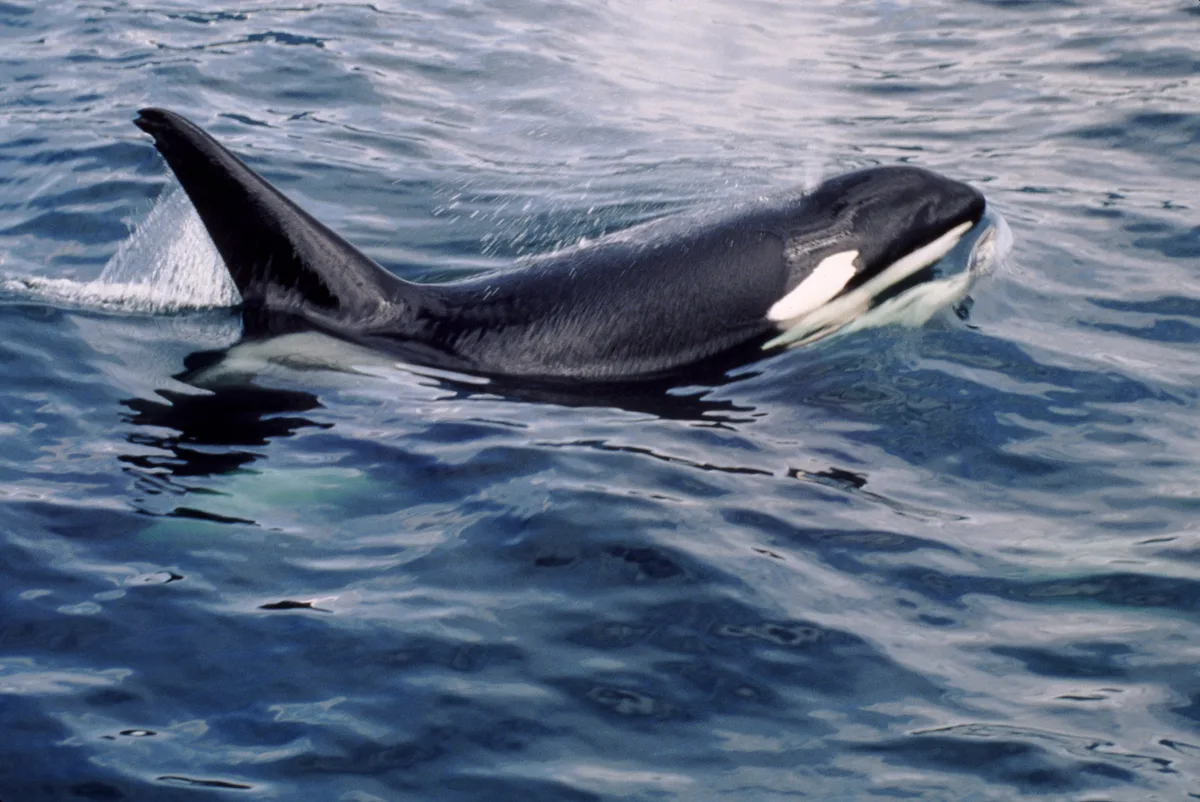 Orca
