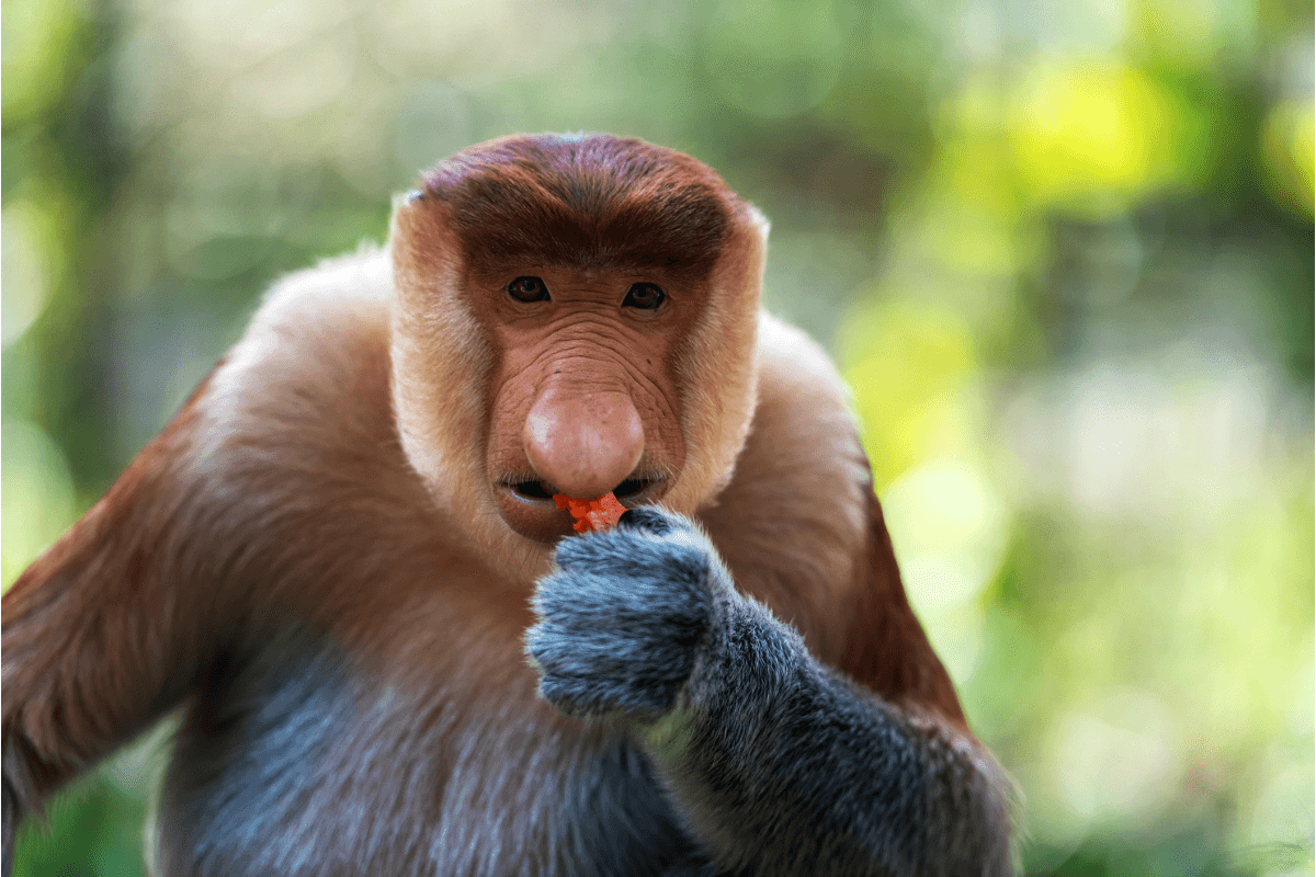 5 animales extraordinarios que puedes ver en Borneo: conoce al elefante más pequeño del mundo y a un primate venenoso