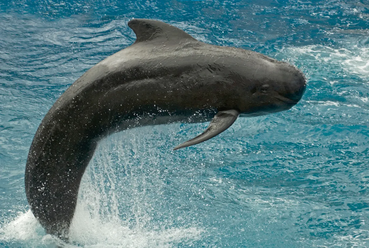 Short-Finned Pilot Whale Breaching © Getty Images