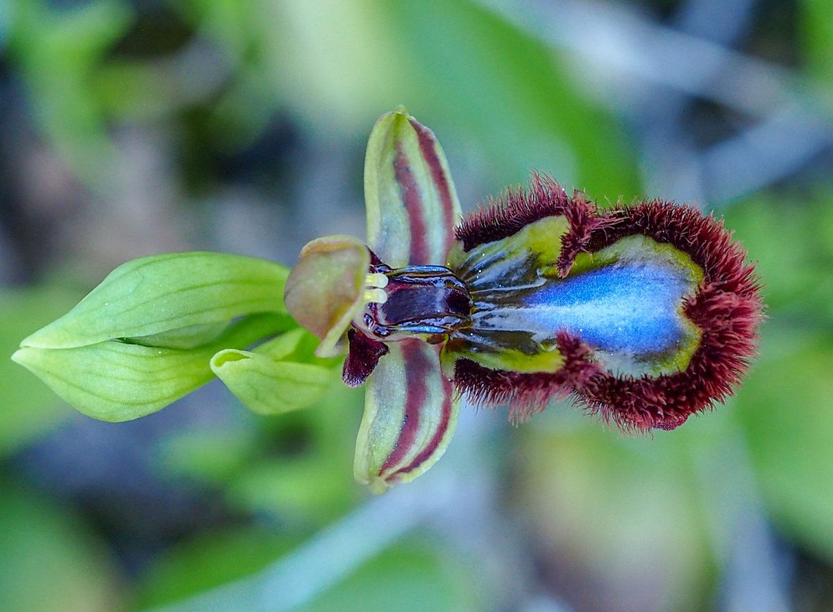 Puede parecer un insecto, pero no lo es: una flor empeñada en engañar a los machos