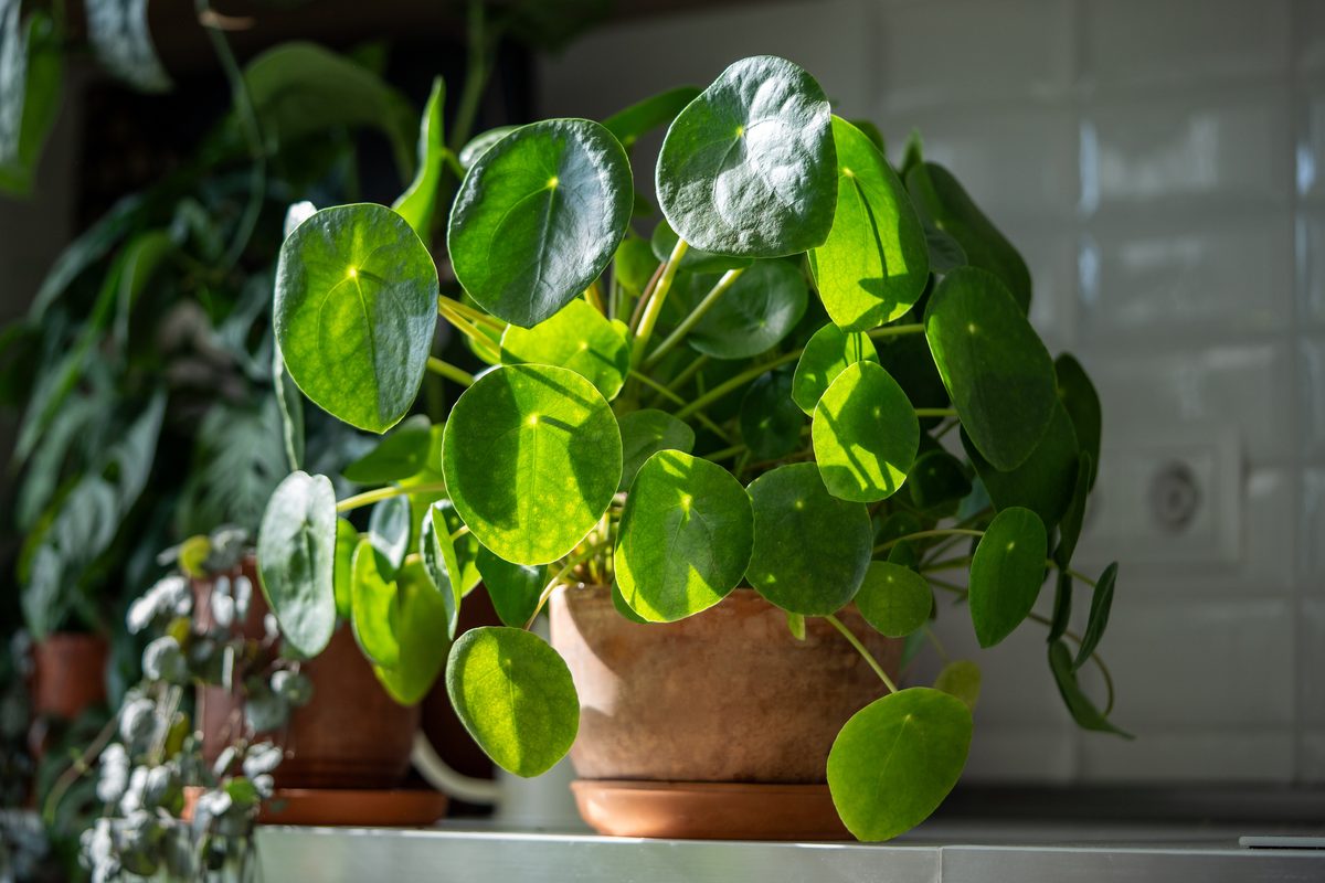 ¿Es esta planta prodigio mejor en matemáticas que tú? Probablemente sí.