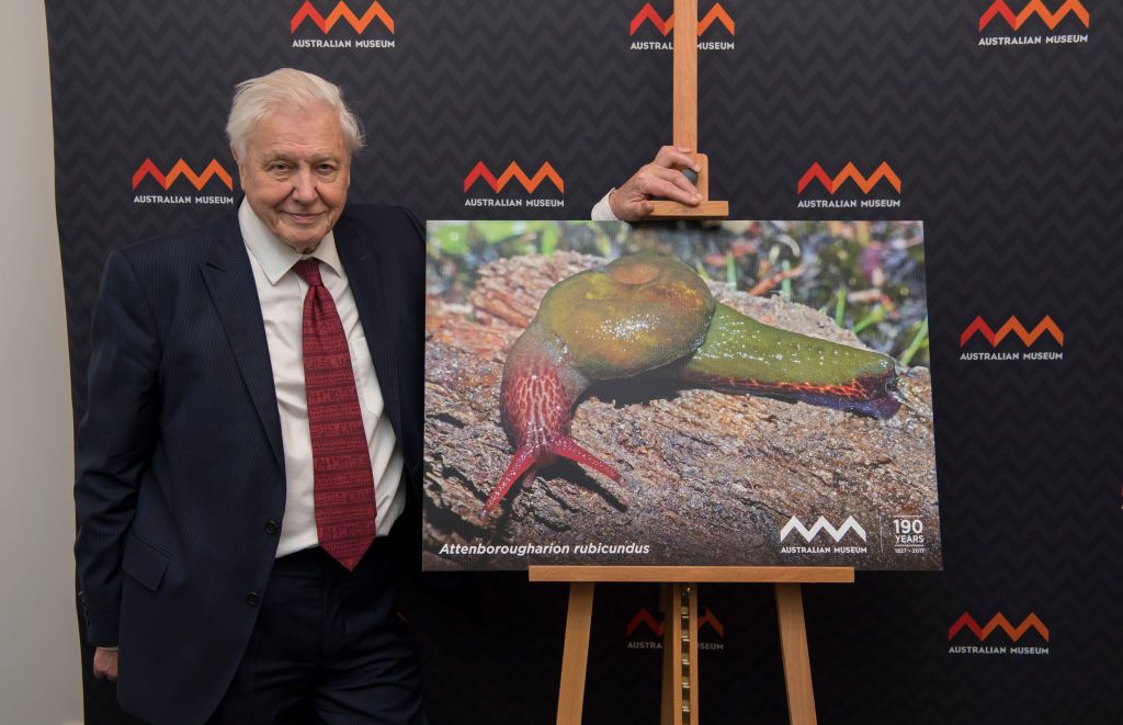 ¿Qué especies llevan el nombre de Sir David Attenborough y cuántas existen?