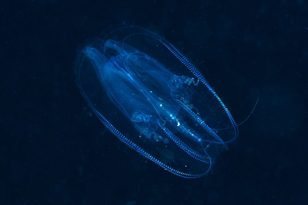 Los animales encontrados en lo profundo podrían protagonizar fácilmente una película de ciencia ficción, incluso aquellos que flotan en la oscuridad como nalgas desencarnadas