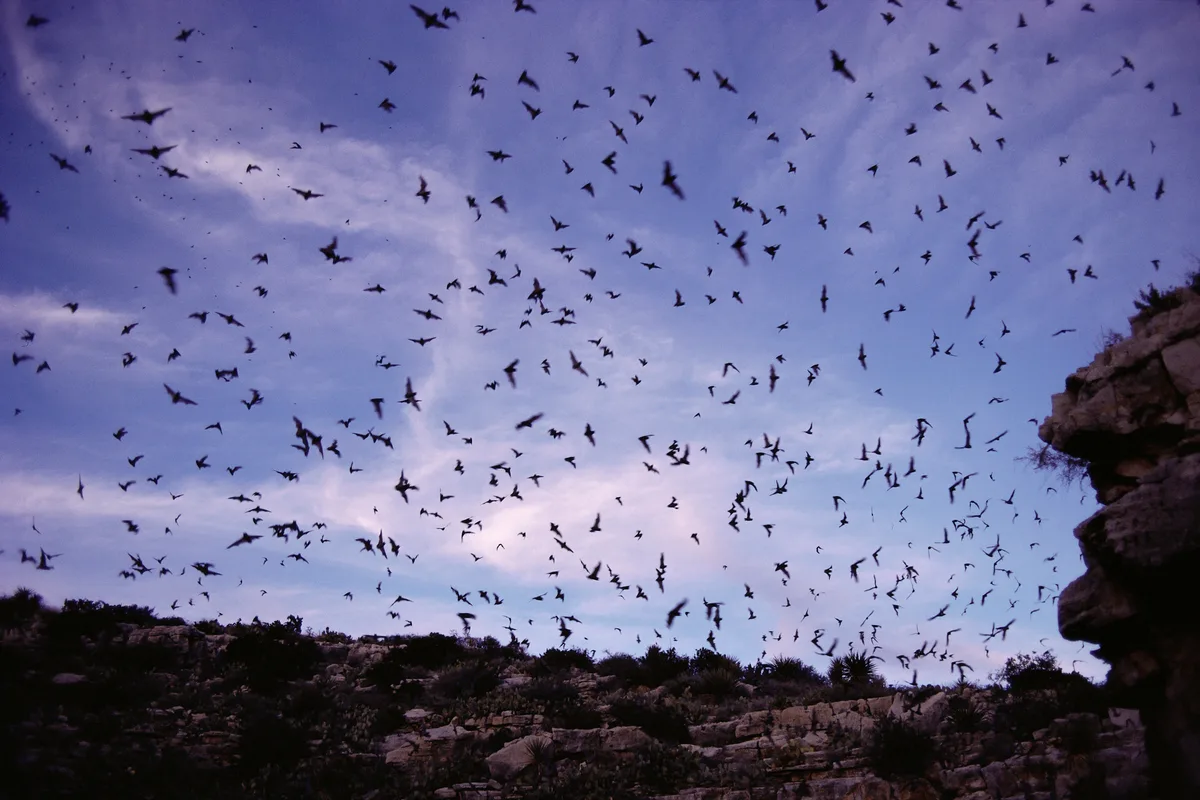 Swarms of Brazilian free-tailed bats exiting the caves of Carlsbad Cavern at dusk