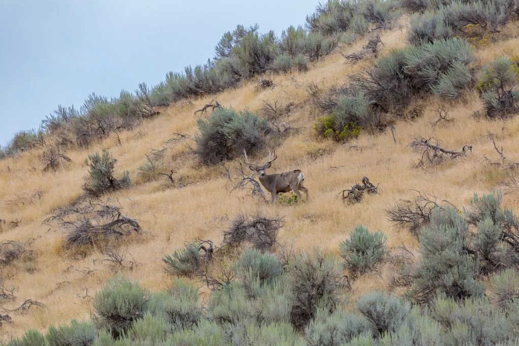 Mule deer grazing on the prairie grasses