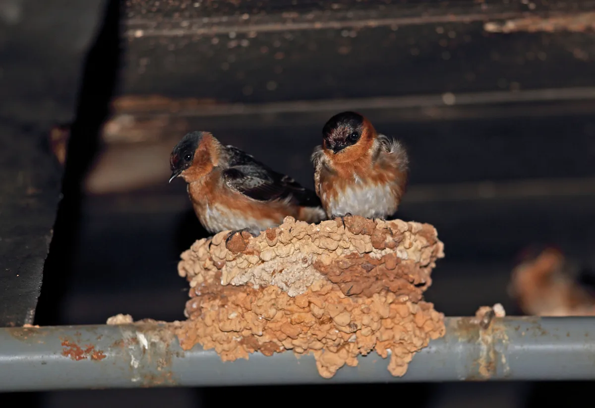 Cave swallow (Petrochelidon fulva poeciloma) adults roosting on nest