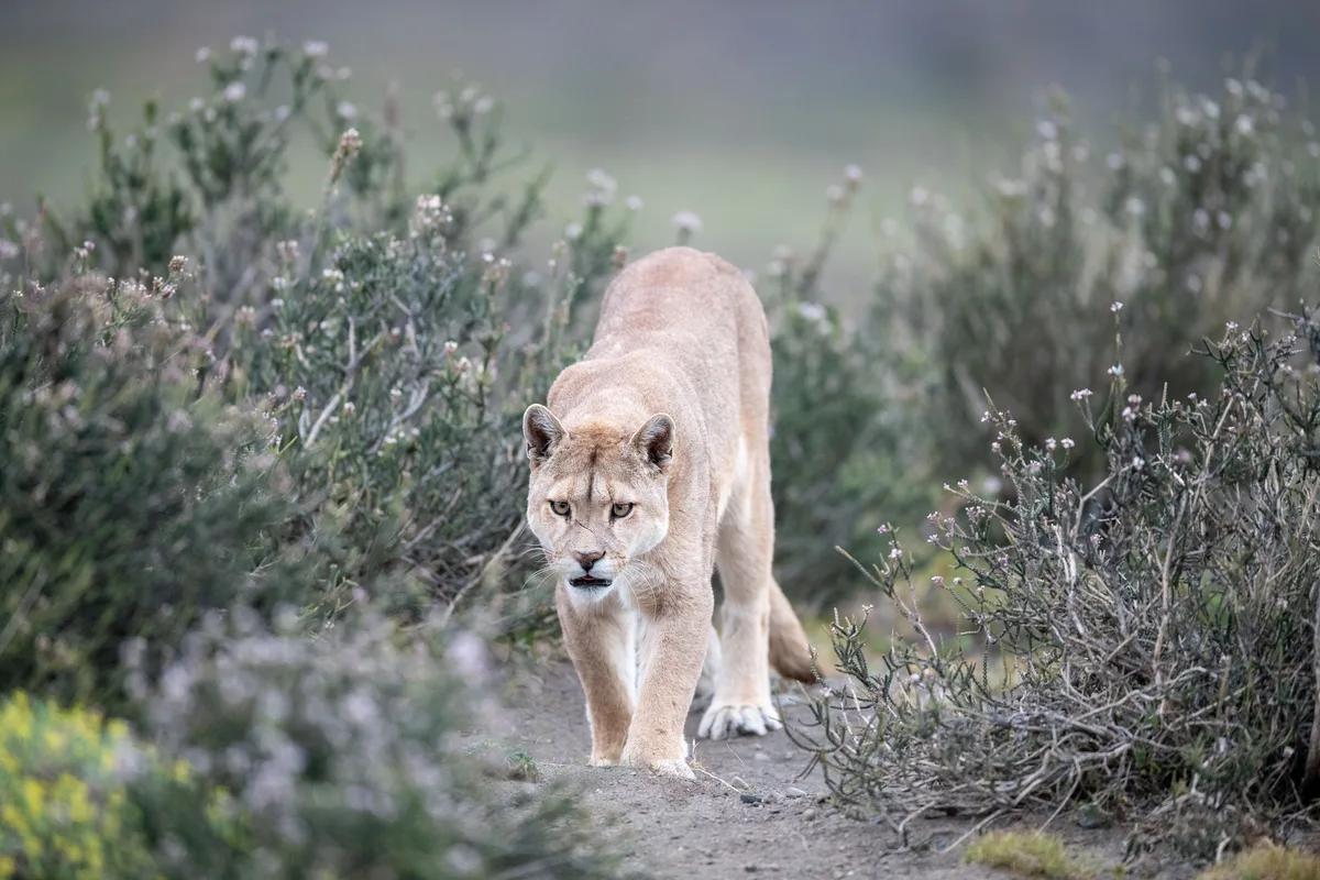 A wild puma (Puma concolor) approaching the camera while walking through blooming bushe