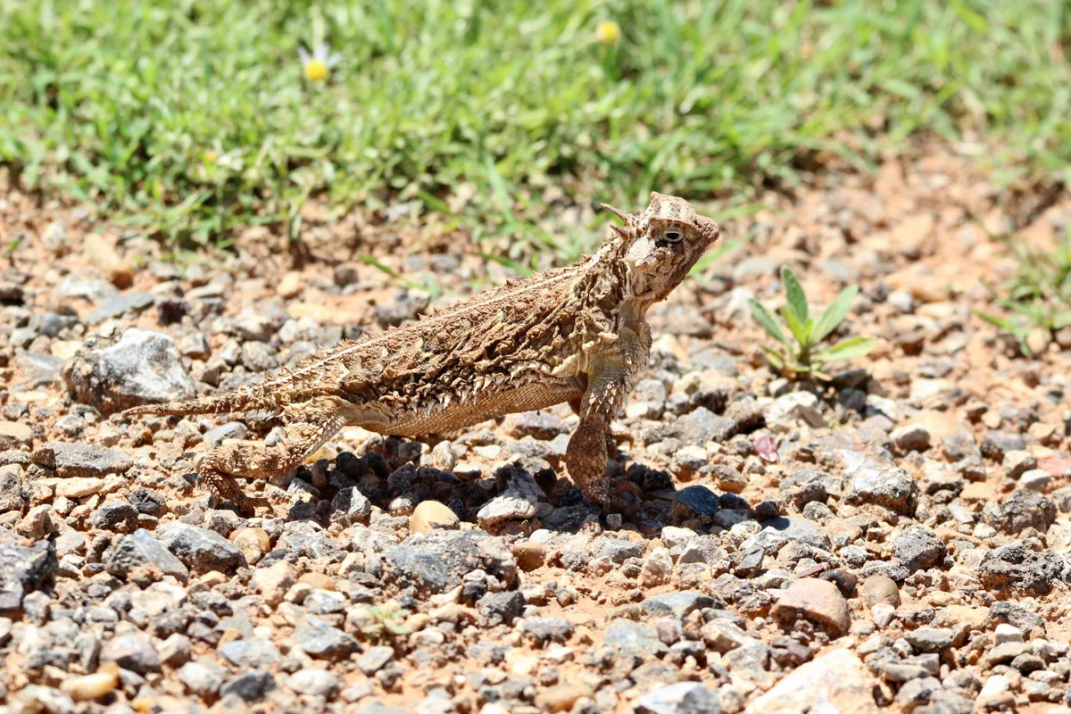 Texas horned lizard on rocks