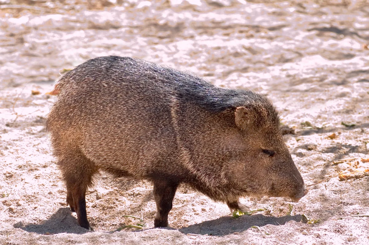 Collared peccary walking
