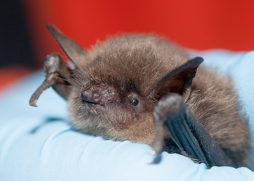 Yuma myotis (Myotis yumanensis) with White-Nose Syndrome fungus. 