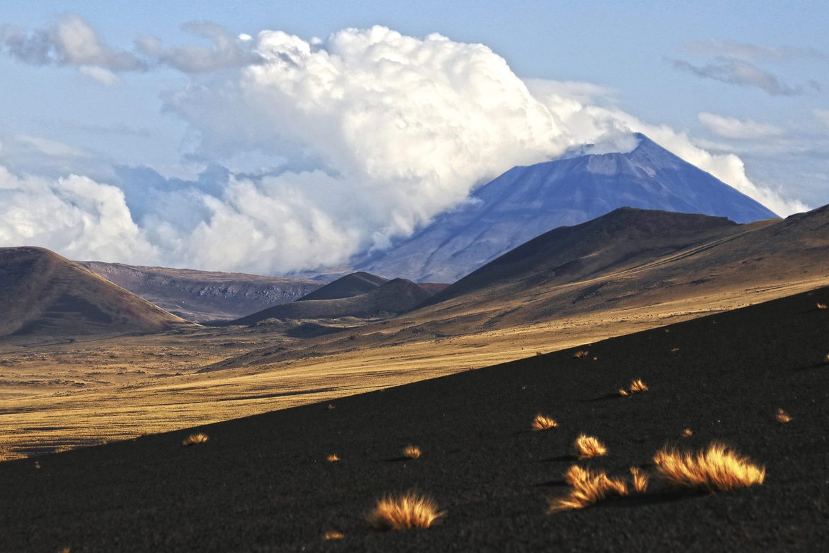Rara felina captada por cámara en las faldas de los Andes: por qué los expertos están emocionados