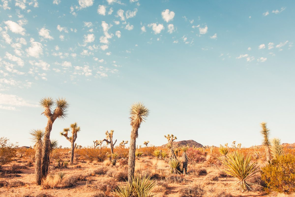 Investigadores tomaron musgo del desierto de California y hallaron algo muy extraño (y diminuto) en él