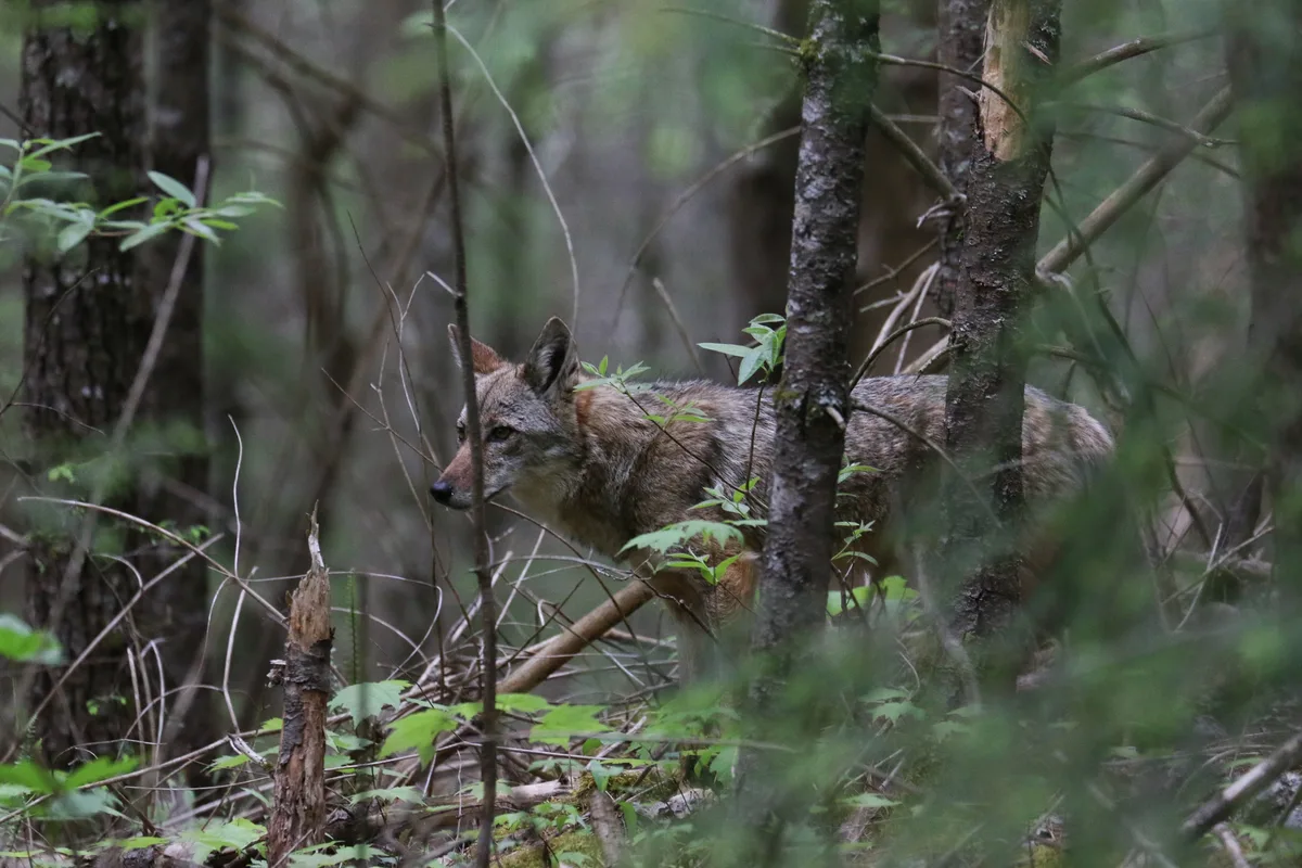 This image captures a wild coyote, deep in the woods of the Appalachian Mountains. The beautiful creature was completely silent. The photographer only noticed it by a subtle perception of motion to her left, and it never noticed her.