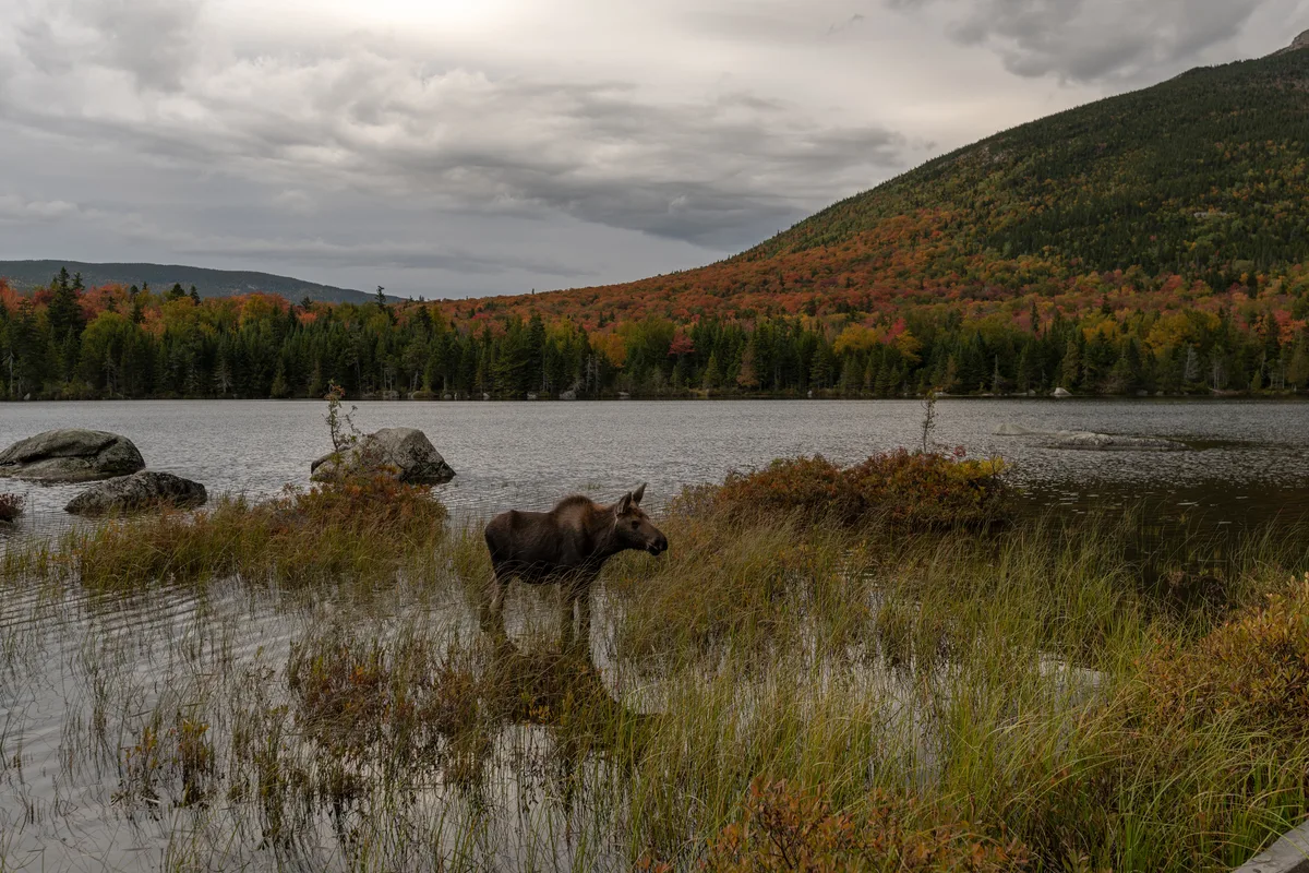 Moose at sandy stream pond
