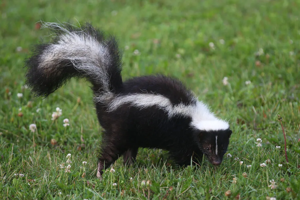 Skunk on grass