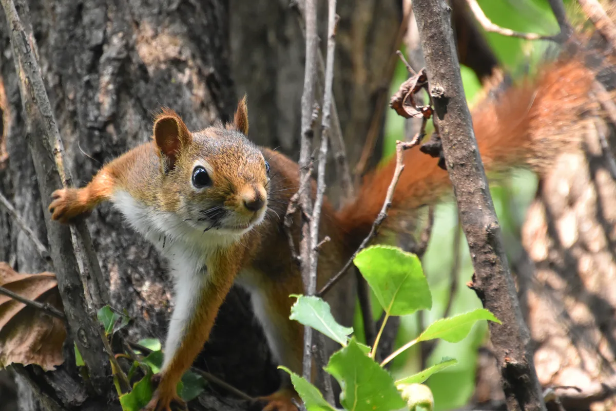 Red squirrel on tree