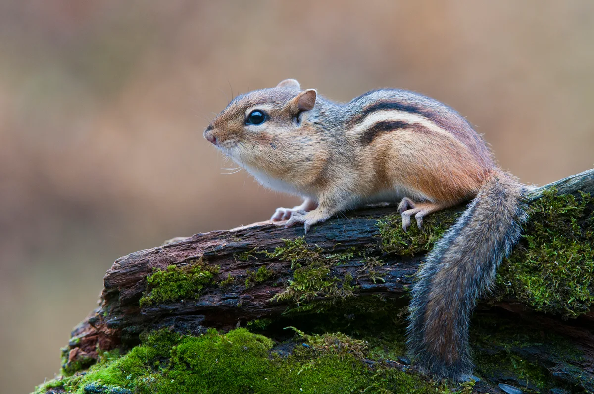Eastern Chipmunk (Tamias striatus) and moss-covered log.