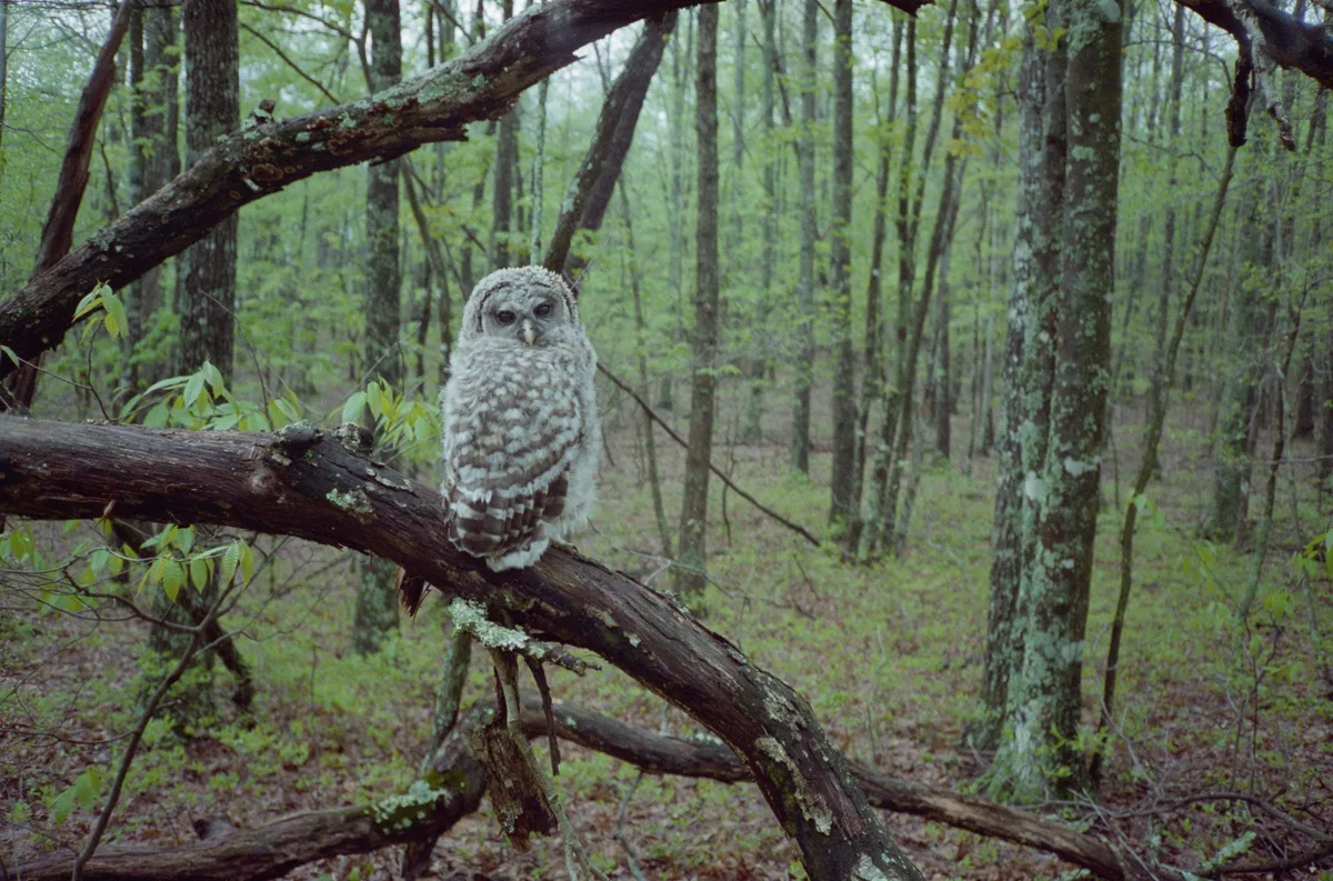 Barred Owl on a Branch