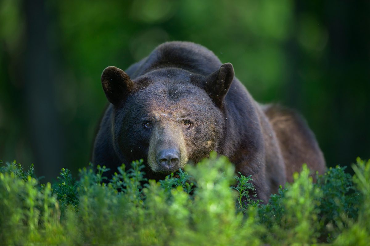 Nunca estás realmente solo en el Sendero de los Apalaches: 14 animales increíbles para avistar en la ruta más famosa de Norteamérica