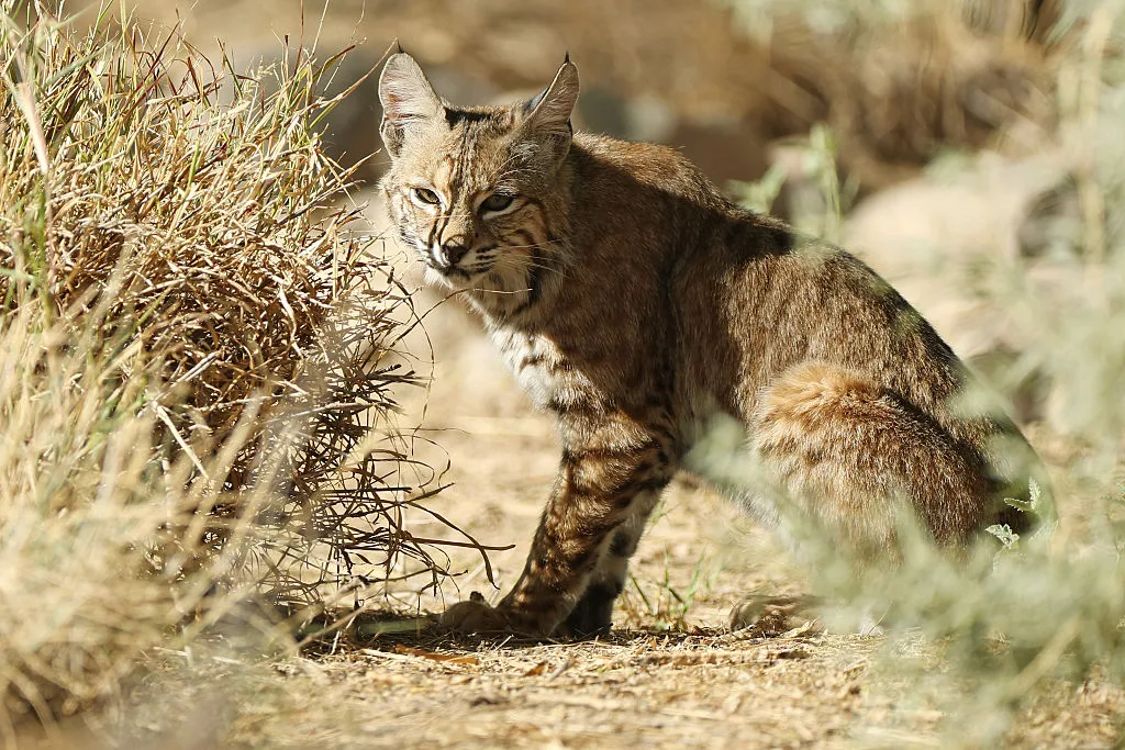 A bobcat among dried grass