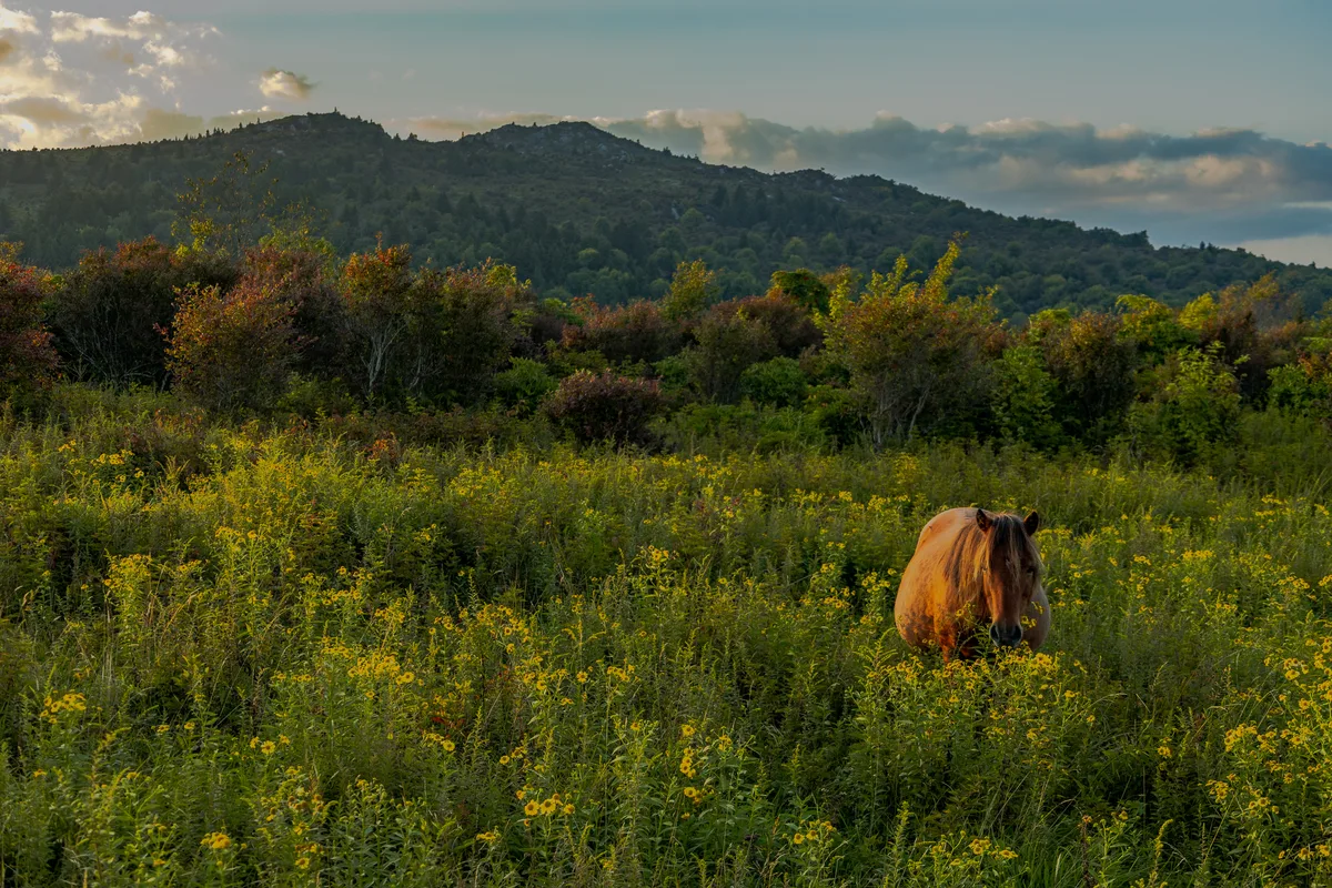 Ponies at Grayson Highlands