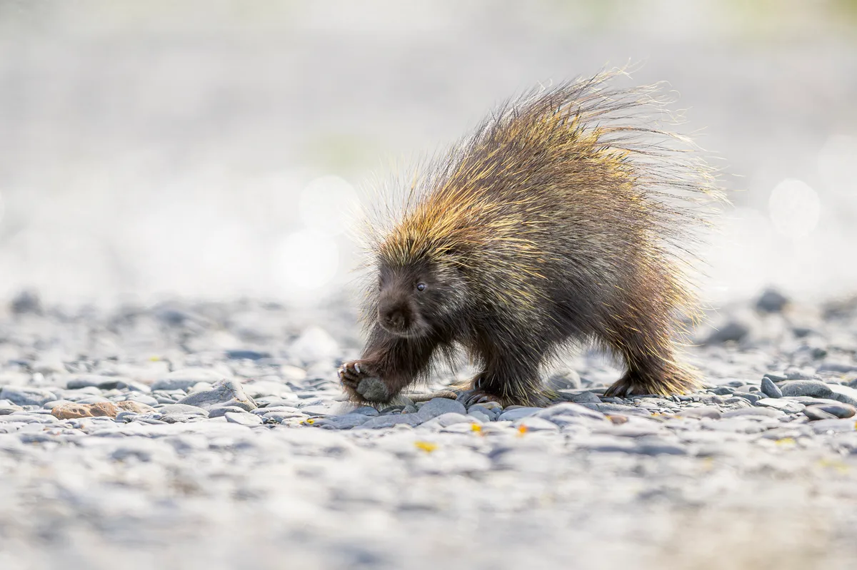 A porcupine walking along the river rocks on a gravel bar of the Resurrection River in Alaska while backlit against the water