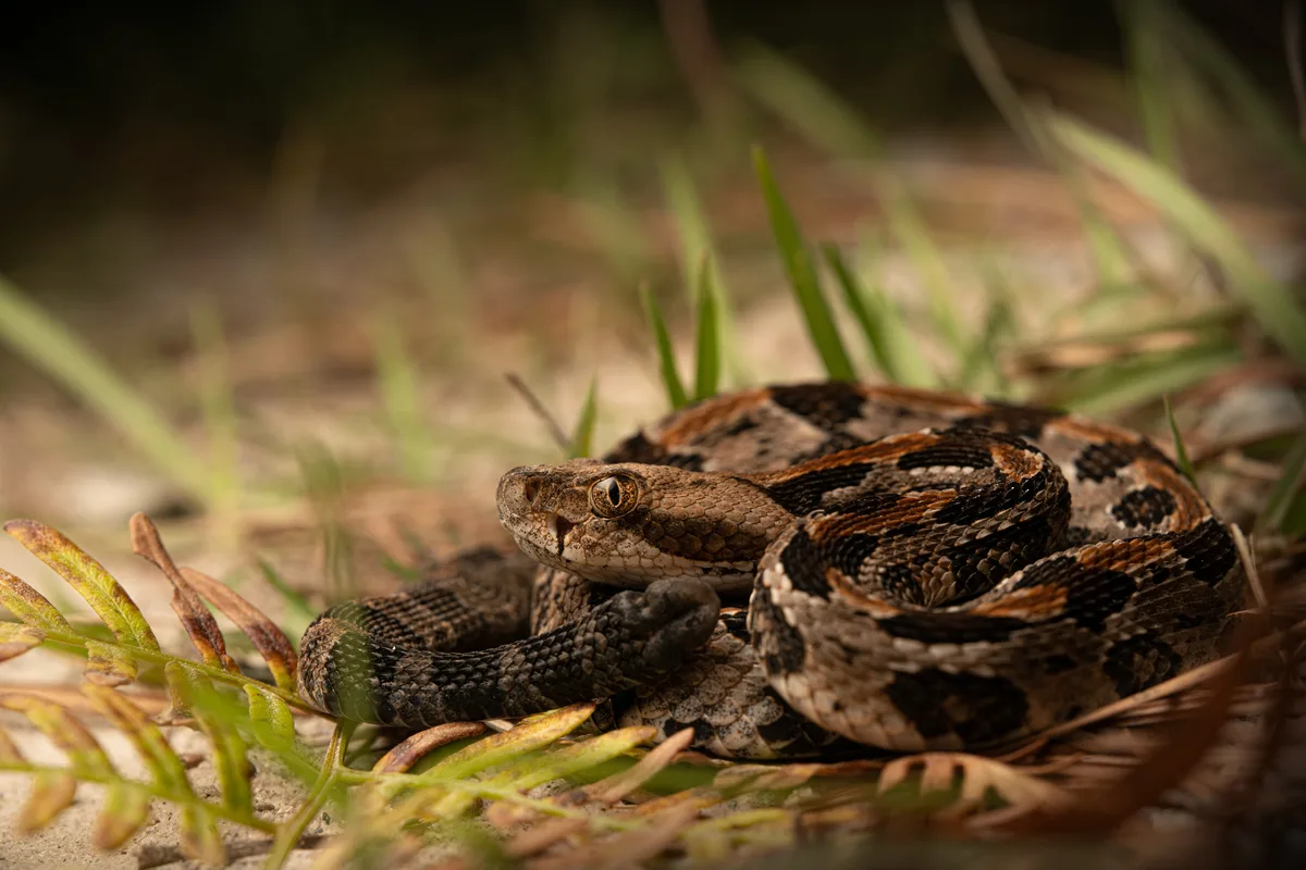 Baby timber rattlesnake (Crotalus horridus) close up full body