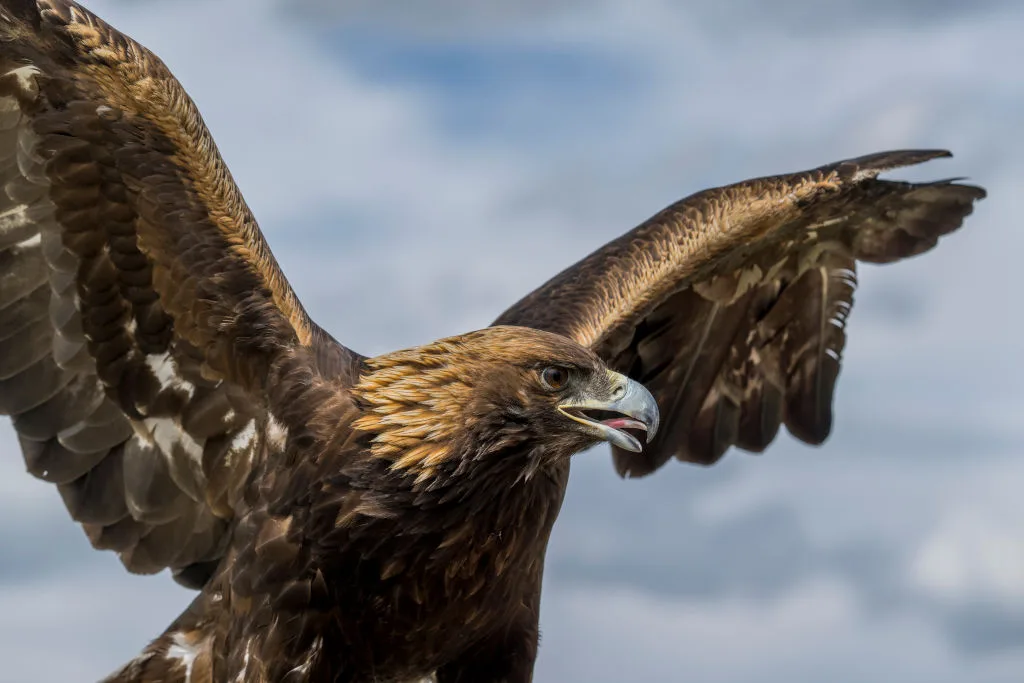 Portrait of a Golden eagle in a remote valley