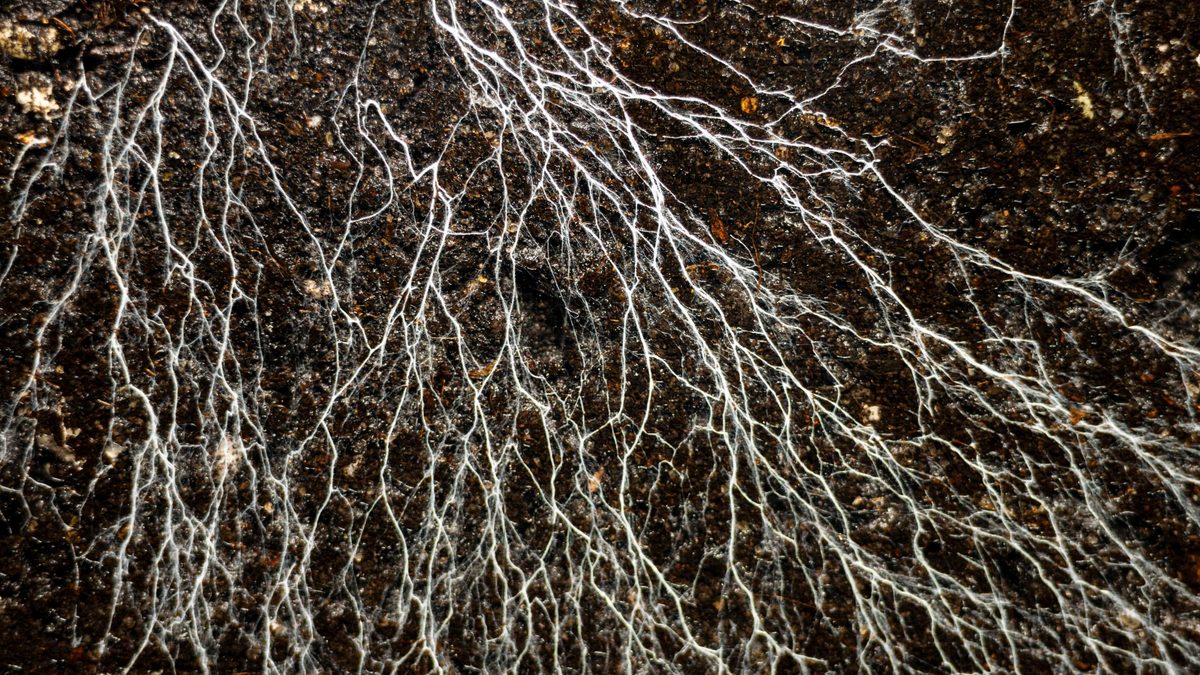 La enorme red subterránea de hongos podría llegar al Sol mil millones de veces; científicos la han cartografiado por primera vez