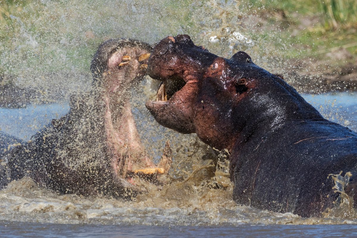 Imágenes brutales de la BBC, narradas por David Attenborough, de hipopótamos feroces luchando por la supremacía