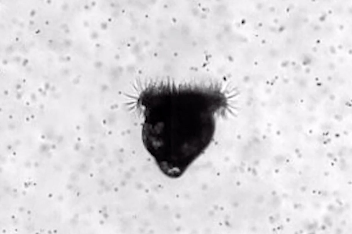 Científicos marinos filmaron una larva de ostra de 0,3 mm alimentándose; lo encontrado encendió las alarmas