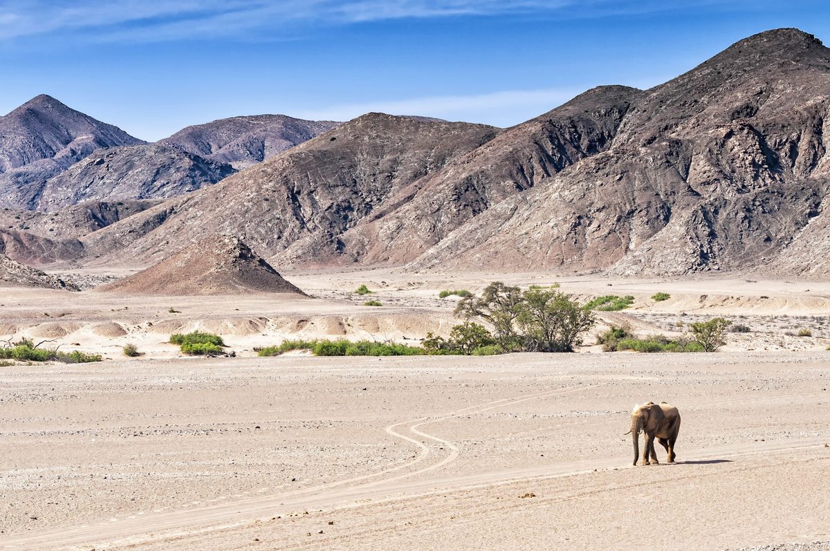 Un león empezó a llamar: un sonido de serrucho que resonó en las rocas; acampé solo en el brutal desierto de Namibia y nunca olvidaré lo que me pasó