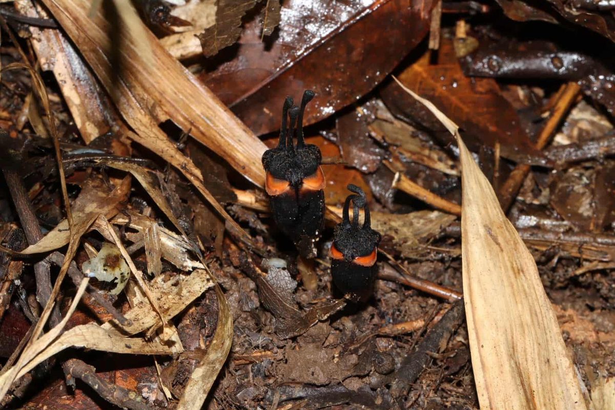 Investigadores descubren la flor del diablo oculta bajo el suelo del bosque en un parque nacional de Tailandia