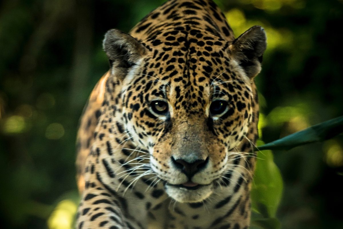 Gatos al acecho, delfines rosados y águilas gigantes: 16 fotos increíbles de la Amazonía