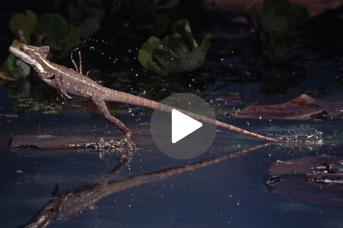 Mira imágenes asombrosas de una criatura que corre milagrosamente sobre el agua para escapar de un depredador