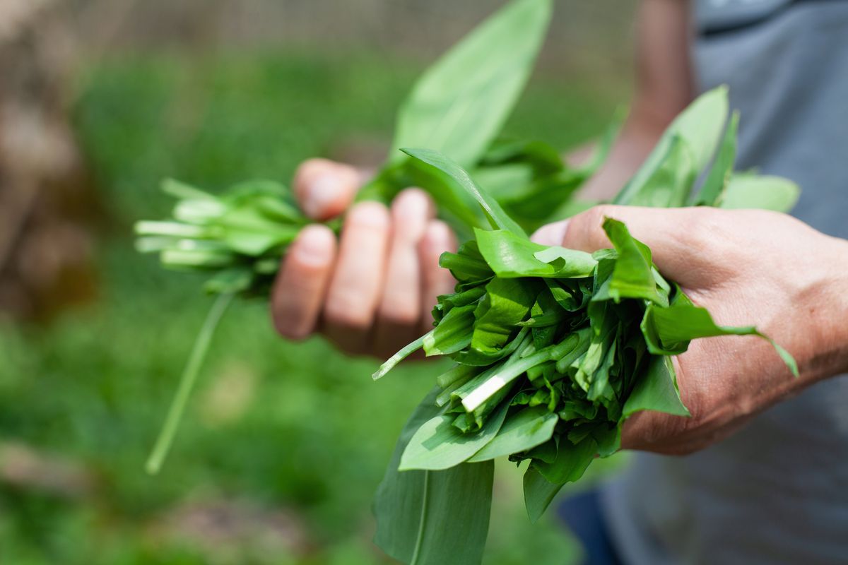 Guía del ajo silvestre: cómo identificarlo, cuándo y cómo cosecharlo, y ideas de recetas