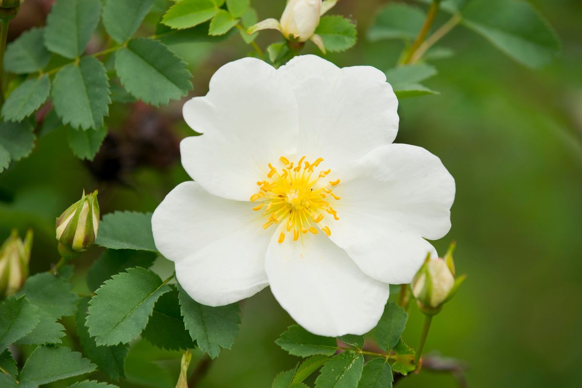 Guía de rosas silvestres y escaramujos: cómo identificar y cómo hacer sirope de escaramujo