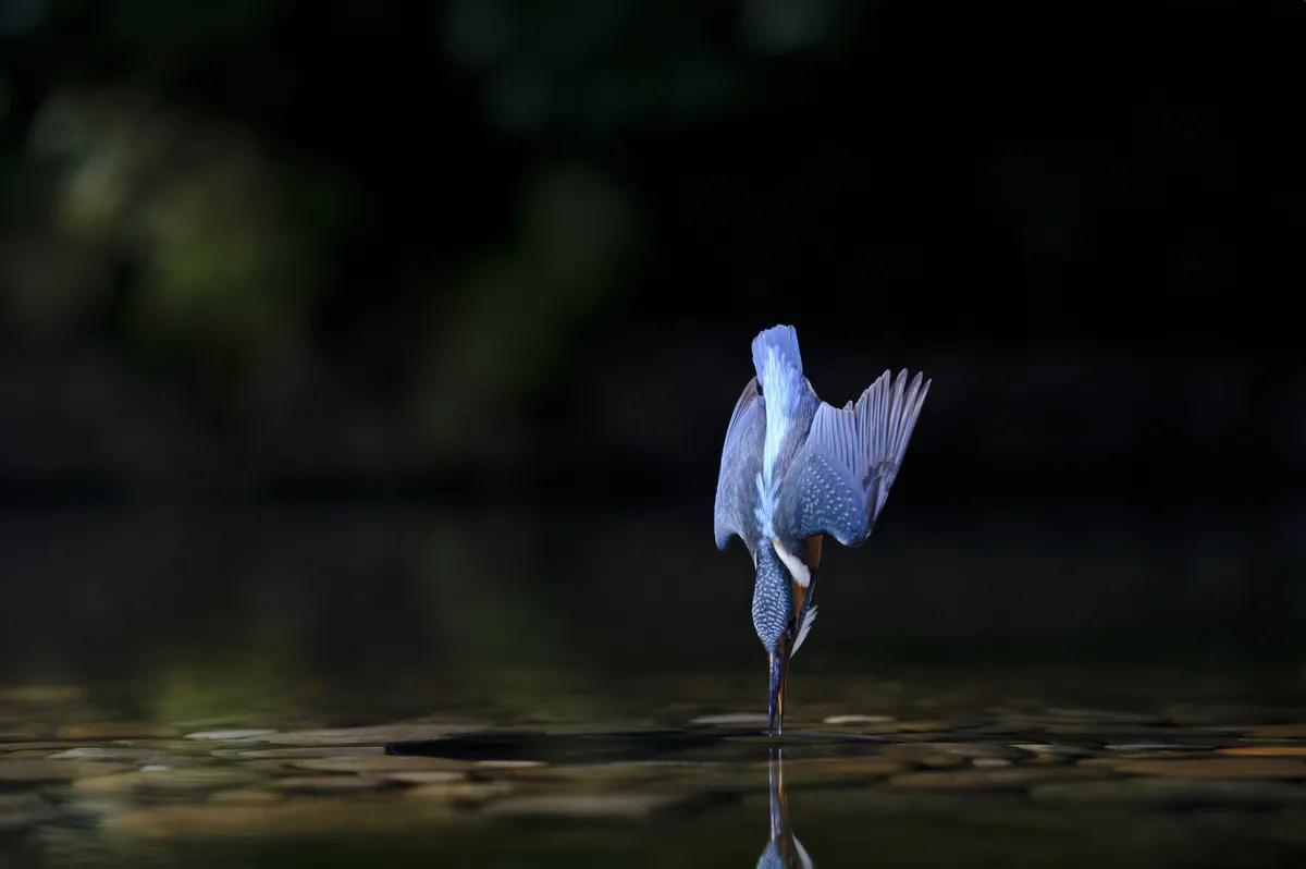 A female kingfisher diving into water. © Andrew Mason/FLPA/Getty