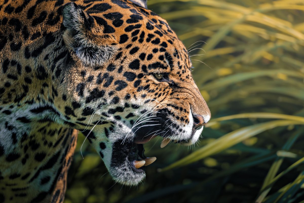 Garras afiladas de 4 pulgadas: un solo zarpazo puede cercenar una arteria — 7 animales que pueden matar a un jaguar
