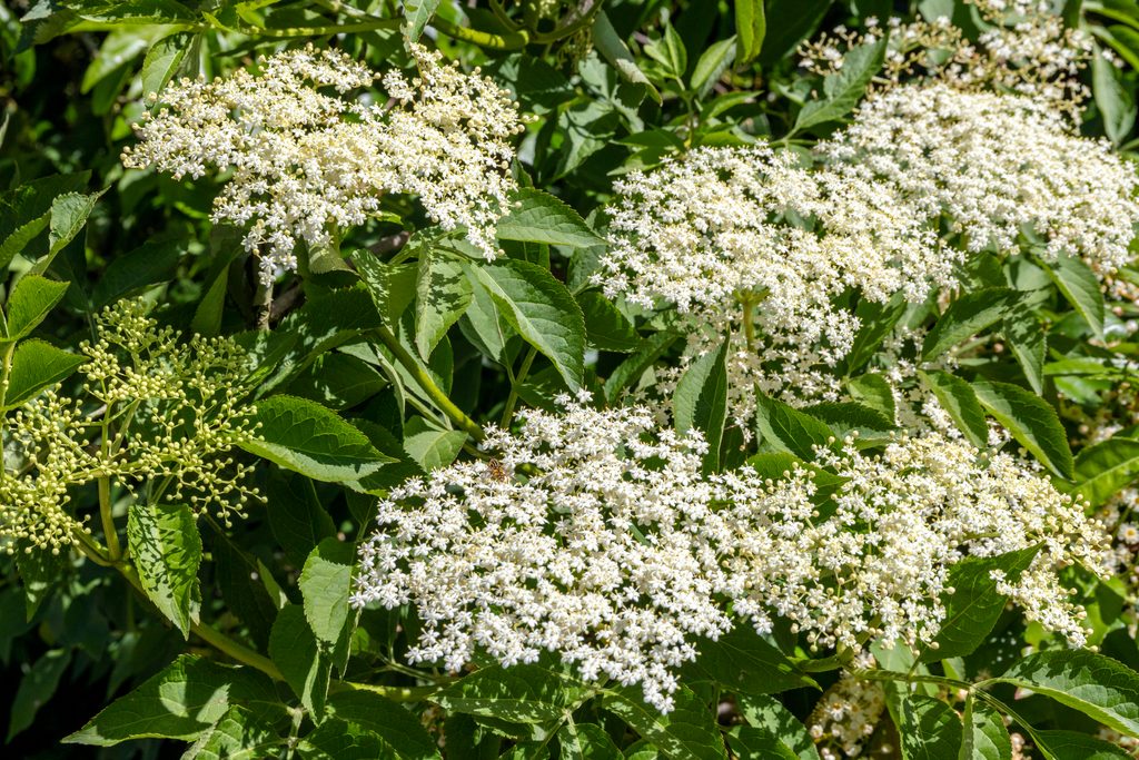 Guía del saúco: cómo identificarlo, cuándo y cómo recolectar flores y bayas de saúco, e ideas de recetas