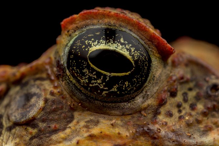 Es uno de los animales más destructivos, peligrosos y mortales de la Tierra: conoce al ‘toadzilla’, altamente tóxico.