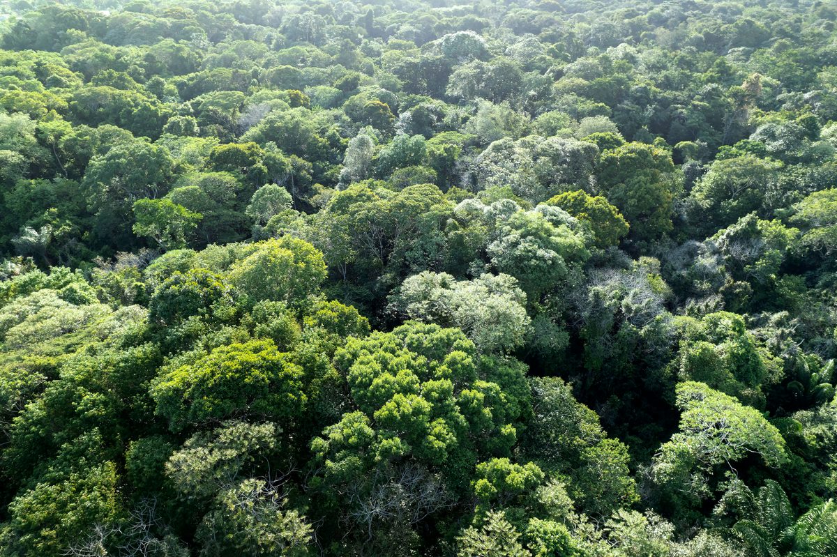 Río Volador de la Amazonía: descubre el río que se desplaza sobre el dosel