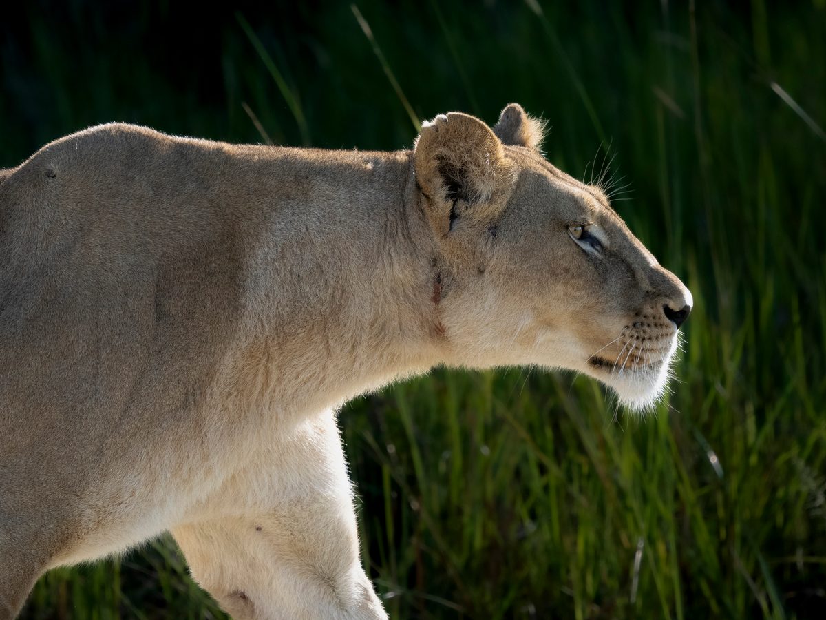 BBC: Leona hambrienta arriesga su vida para robar la presa a un leopardo — ¿sobrevivirá?