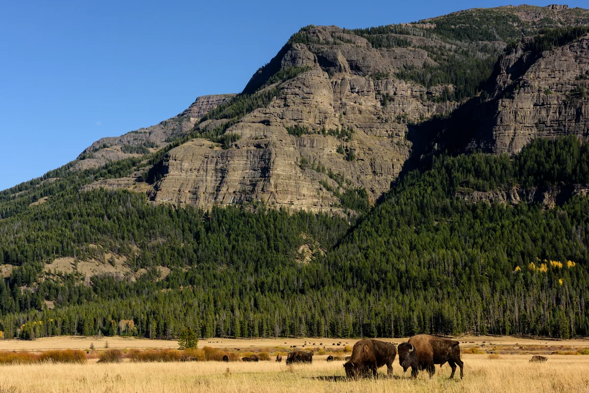 American bison in the Lamar valley