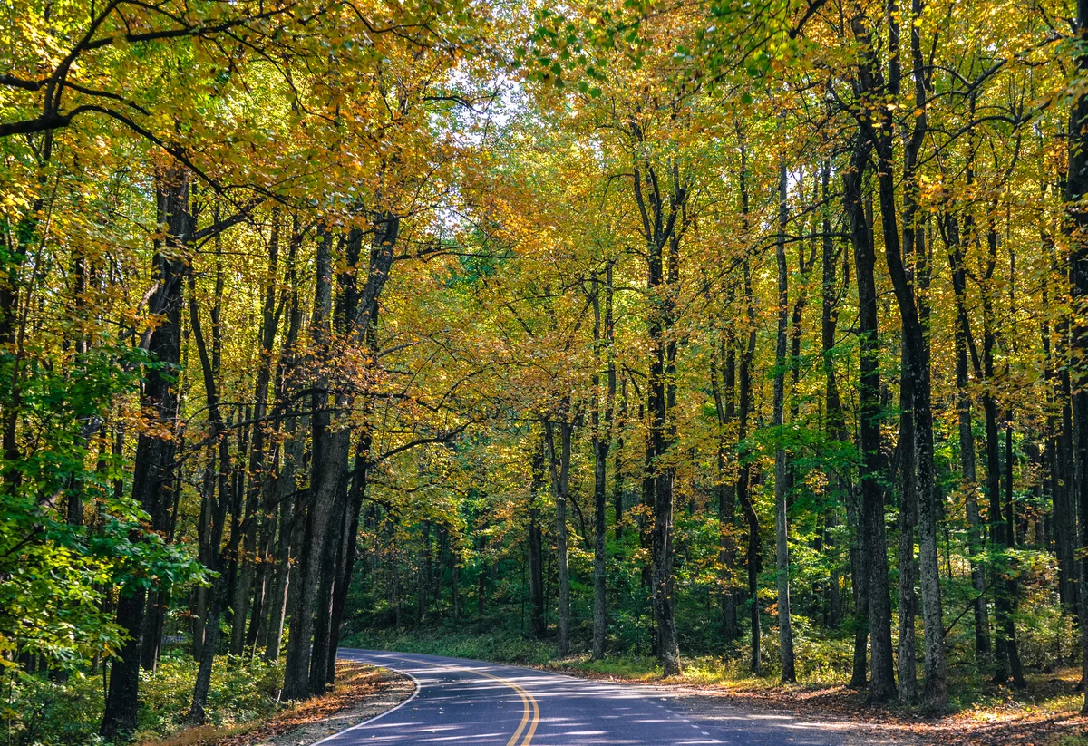 A drive on Skyline Drive through forest landscape in Autumn at Shenandoah National Park Virginia.