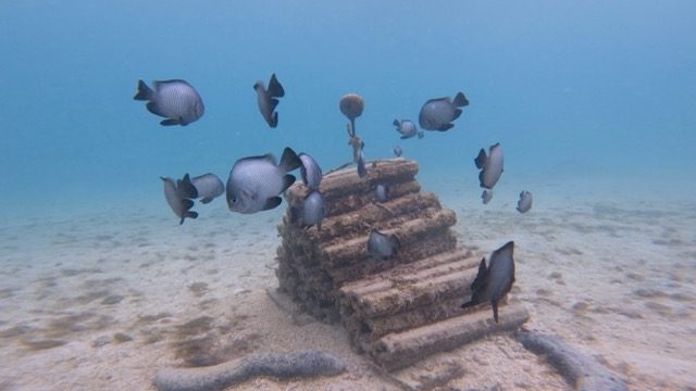 Expertos reprodujeron ruidos de peces en un arrecife degradado de Hawái: lo que ocurrió después fue asombroso